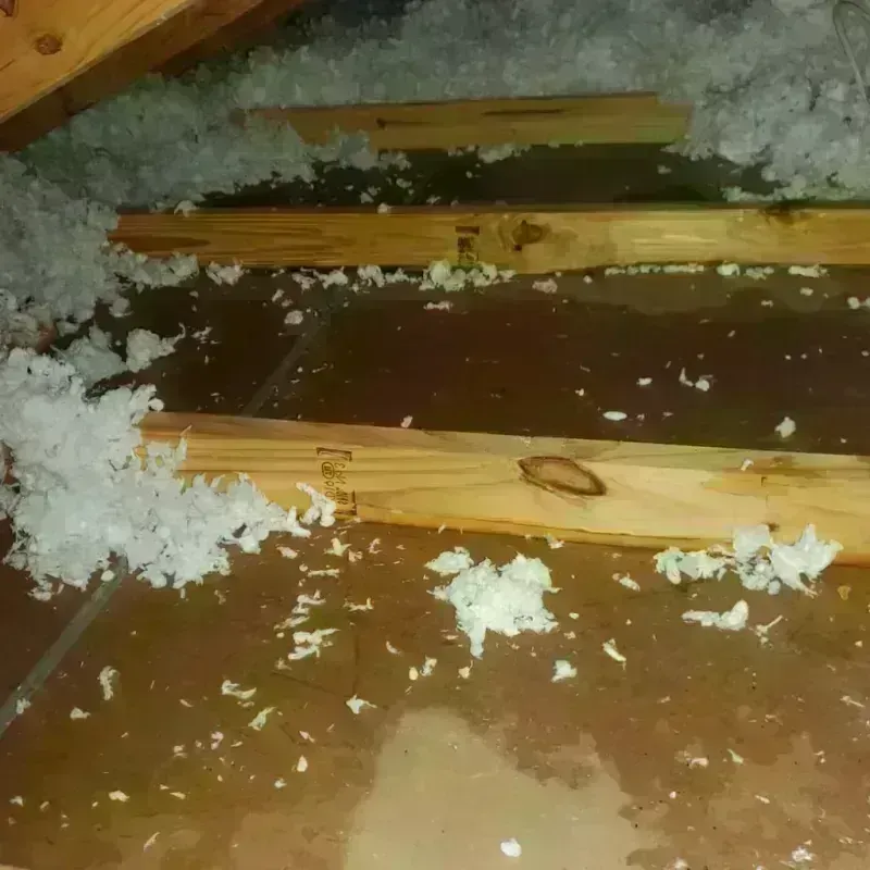 Attic Water Damage in Saint Cloud, FL